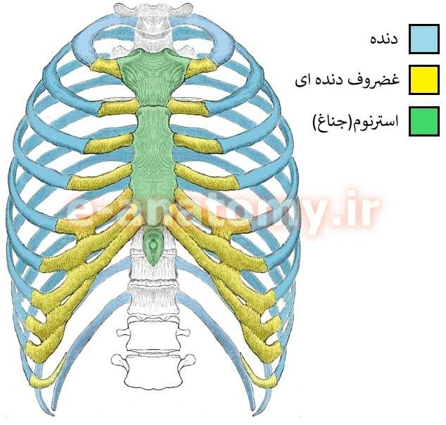 آناتومی دنده ها تعداد در رفتگی شکستگی ویکی آناتومی آناتومی دنده ها تعداد در رفتگی شکستگی ویکی آناتومی