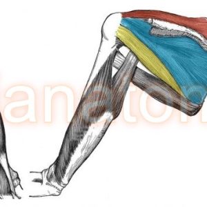 عضلات روتاتور کاف که با تون خود پایداری بیشتری به مفصل شانه می دهند