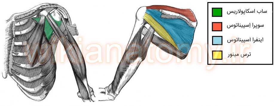 عضلات روتاتور کاف که با تون خود پایداری بیشتری به مفصل شانه می دهند