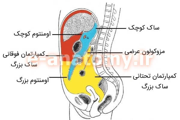 نمای ساژیتال زیرمجموعه های حفره ی صفاقی