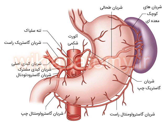 PDF آناتومی معده | ویکی آناتومی