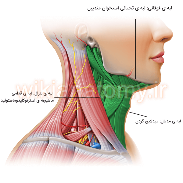 مثلث قدامی گردن