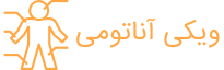 ویکی آناتومی