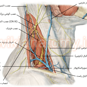 اعصاب و عروق مثلث خلفی گردن