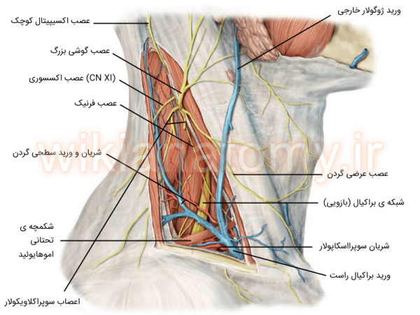 اعصاب و عروق مثلث خلفی گردن