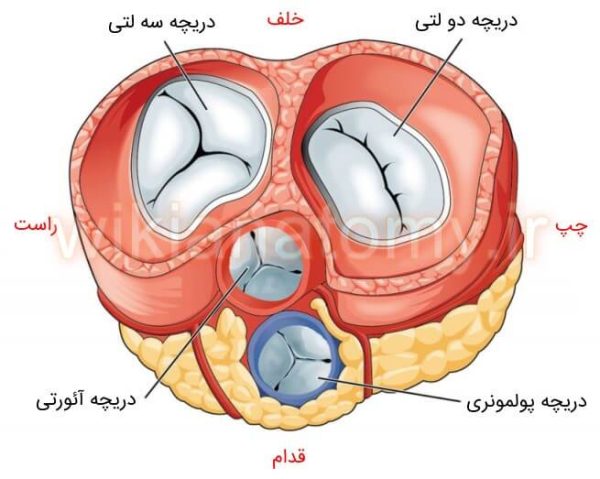 دریچه های قلب