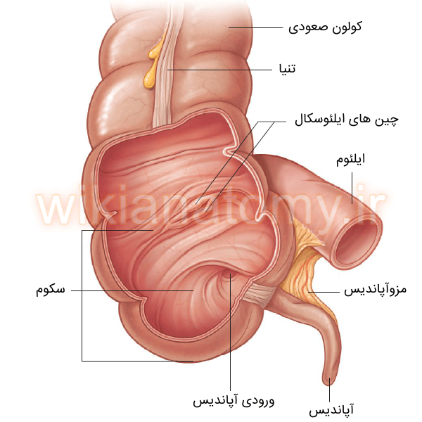 آپاندیس