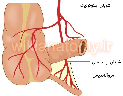 شریان آپاندیسی