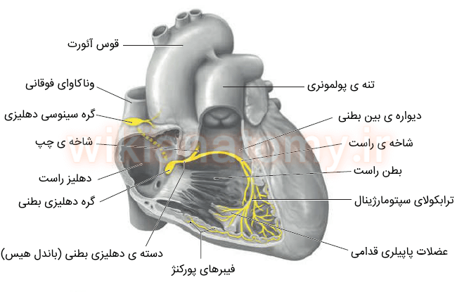 سیستم هدایتی قلب در دهلیز و بطن راست