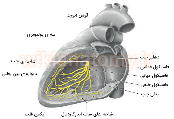 سیستم هدایتی قلب در دهلیز و بطن چپ