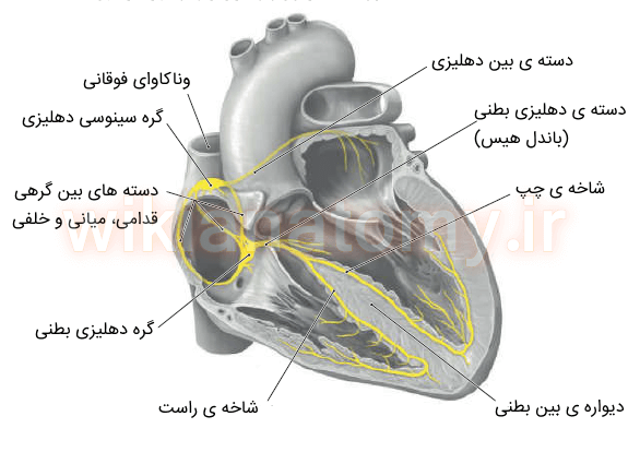 سیستم هدایتی قلب در هر چهار حفره